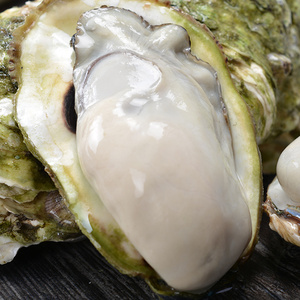 青岛海蛎子 鲜活海鲜水产新鲜牡蛎生蚝5斤青岛生蚝 鲜活 特大