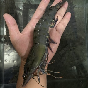 黑虎虾超大1000g