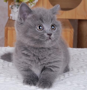 纯种英短蓝猫活猫幼体英国短毛猫幼崽矮脚小猫折耳猫活体宠物猫咪