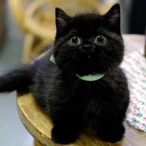 免费领养纯种孟买幼猫小黑猫宠物活物猫英短蓝猫布偶猫无偿领养