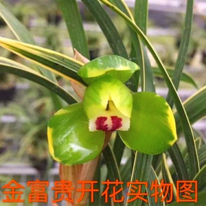 金边大富贵春兰名牌荷瓣花开花苗