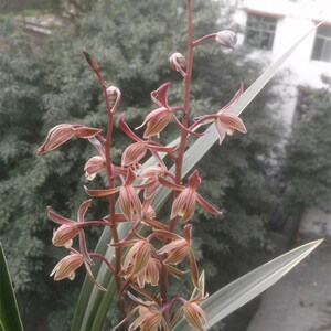 大勋银边墨兰爆盆(不带花苞)兰花开花苗室内花卉