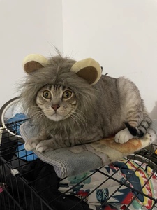猫咪头套狮子头宠物猫帽子搞怪拍照道具小狗狗装扮可爱假发装饰品