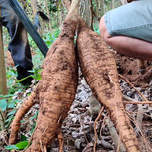 粉葛新鲜葛根现挖野广东煲汤正品生吃无渣5斤包邮广西葛薯解酒