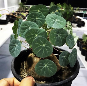 招财龟红藤山乌龟心形小叶金不换地不容中药盆景多肉植物盆栽花卉