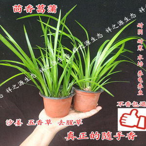 盆栽五香草 湖南沙姜香料 茴香菖蒲 随手香 耐寒室内绿植盆景【3