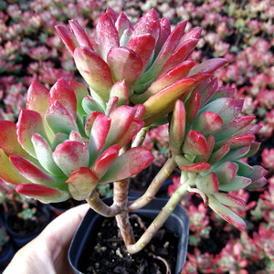 云南昆明大型稀有巨型悬崖桩红稚莲多肉植物基地新款超大超萌老庄