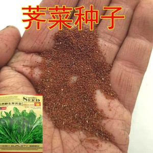荠菜种子荠荠菜种子野菜菜种荠菜种籽蔬菜菜籽香味浓庭院阳台易种