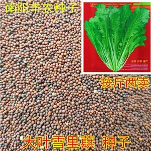 红菜种子雪里蕻菜籽儿正宗南北方咸菜梅干菜种可盆栽蔬菜种子5人付款
