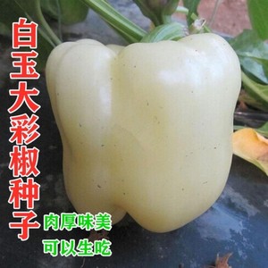 白玉大彩椒种子水果辣椒白色甜椒菜辣椒生吃味美盆栽北方蔬菜种孑