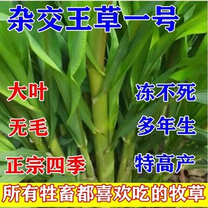 杂交王草大叶四季多年生冻不死的养牛草种子牛羊猪用养殖草籽