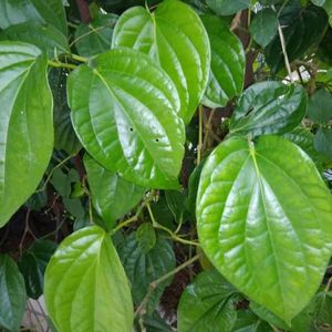 土荜茇槟榔蒟叶蒌叶荖叶海南叶蒟酱枸酱扶留藤橹叶槽叶青着叶芦子