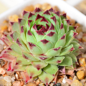 铁观音多肉植物组合办公室内防辐射盆栽花卉云南创意观音莲萌肉肉