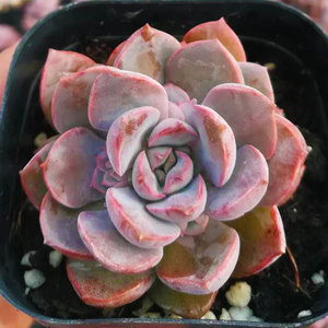 多肉植物紫霞仙子办公室室内阳台桌面绿植园艺花卉组合盆栽萌肉肉