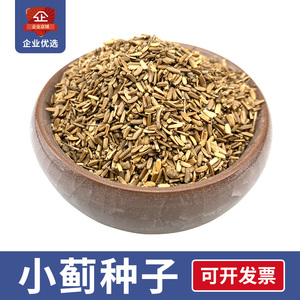 小蓟种子500粒北方麦地野草籽中药材小计七七牙刺儿菜猫蓟刺角菜