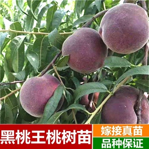 桃树新品种中华黑桃王桃树苗黑桃皇后树苗嫁接当年结果南北方种植