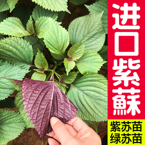 进口可食用双色紫苏种子绿苏子白苏春秋苏麻赤苏种籽四季盆栽秧苗