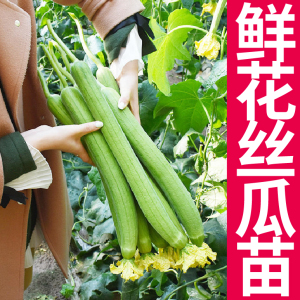寿光鲜花丝瓜中绿长条肉丝瓜苗秧种子盆栽阳台四季春秋高产早熟籽