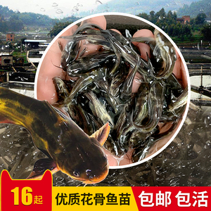 黄颡黄刺黄鸭叫黄桑黄辣丁鱼苗淡水大批发养殖青清波食用黄骨鱼苗