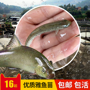 养殖优质雅安雅鱼苗裂腹鱼细鳞鱼包邮高档鱼苗冷水鱼淡水鱼苗活体