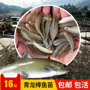 华鲮青龙棒鱼苗观赏鱼淡水鱼饵料鱼活体包邮养殖食用原生鱼