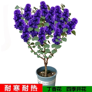 丁香花树苗浓香花苗花卉植物耐寒庭院四季室外别墅白紫丁香花盆栽