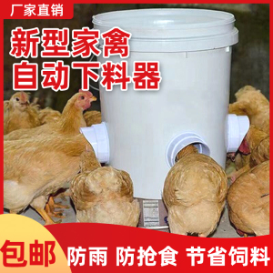 养小鸡