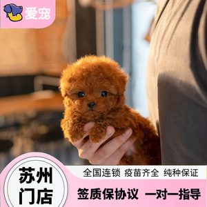 纯种灰泰迪犬幼犬灰色活体茶杯长不大小体贵宾犬宠物狗 苏州犬舍