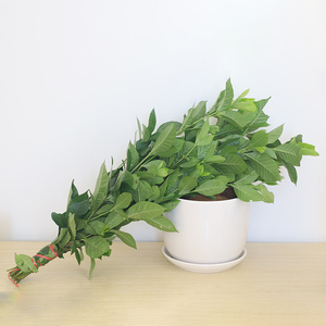 新鲜现采栀子叶鲜花配草配绿叶花束搭配云南基地直发同城速递直批