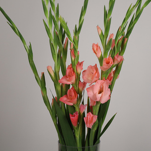 粉红色剑兰鲜切花节节高兰花云南基地直发同城速递水养鲜花庆功宴