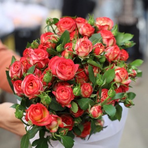 b爱丽丝多头玫瑰鲜花基地直发同城速递巧克力泡泡小玫瑰蔷薇鲜切