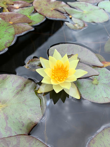 耐寒睡莲 海尔芙拉 小海小型品种水生观赏花卉带花苞发货 包邮