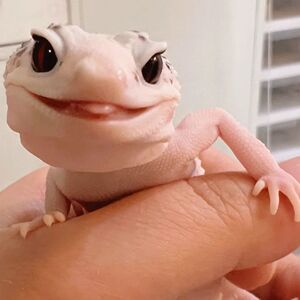 适合家养的宠物豹纹守宫可上手已养活人工繁殖包健康网红宠物蜥蜴