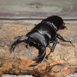 中国大扁锹 锹形虫 中华甲虫 活体宠物独角仙成虫 兜虫 锹甲幼虫