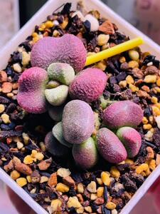 新手水泡多肉植物 夏娃水泡 非红蛋粉蛋花蛋猪肝腹部磨砂蛋