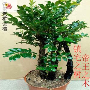 小叶紫檀盆景盆栽树苗正宗大苗盆景树桩四季进化沉香苗好养黑骨茶