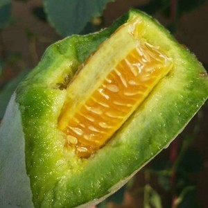 山东博洋6号61号羊角蜜甜瓜蜜瓜新鲜应季现季水果香脆瓜5斤