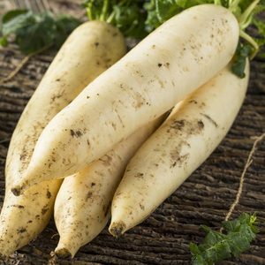 现挖新鲜白萝卜9斤 当季生吃水果爽脆泡胡萝卜 农家自种蔬菜5包邮