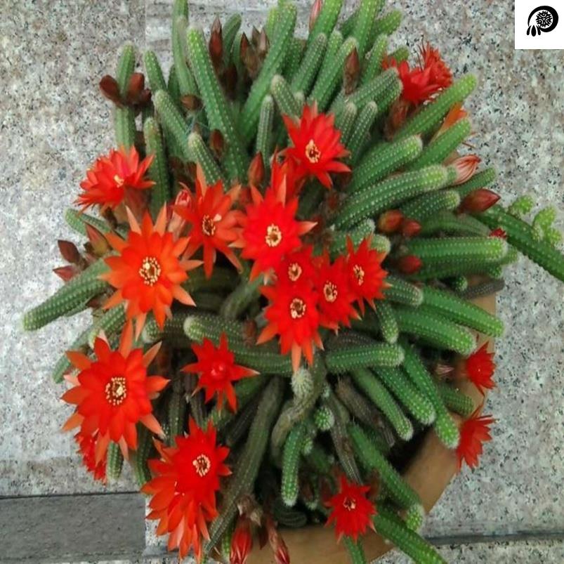 仙人球白檀仙人掌仙人指花盆栽植物花毛毛虫花多肉植物金手指花卉