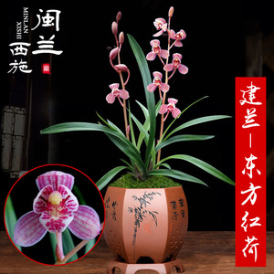 闽兰西施 建兰特金奖兰花苗东方红荷 矮种红花荷瓣名贵四季兰盆栽