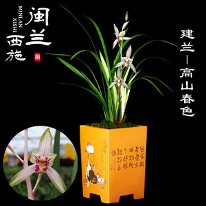闽兰西施 建兰名品高山春色花艺双全兰花 鲜明中透艺兰草绿植盆栽