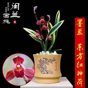 闽兰西施墨兰东方红神荷矮种金边线艺荷瓣兰花苗浓香红花绿植盆栽