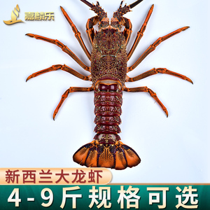 嘉麟乐 特大新西兰大龙虾花龙鲜活冷冻海鲜波士顿龙虾酒店食材