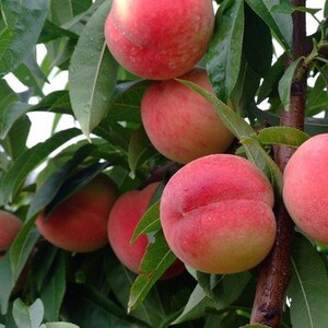 桃子苗 早熟桃树苗三月桃苗桃子嫁接苗 脆蜜桃子苗红桃树苗果树苗