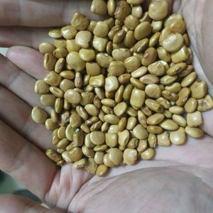 原装地瓜凉薯种子早熟高产沙葛凉薯土瓜种籽春秋四季水果蔬菜种子