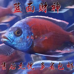 蓝面财神鱼南美慈鲷鱼三湖慈鲷鱼龙鱼配鱼紫红火口鱼马拉莫宝石鱼