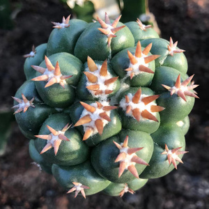 短豪刺无刺象牙獠牙短豪刺象牙仙人球室内小盆栽绿植物一物一拍