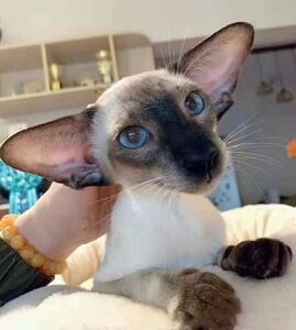 东方短毛猫纯种东短猫活体猫咪幼崽纯白纯黑异国东短飞机耳短毛猫