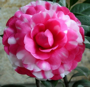 000人付款淘宝粉色贝拉