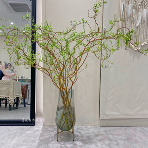 办公室绿植龙柳~龙柳鲜切枝水养2周发芽~鲜花速递花束同城雪柳